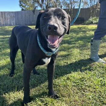 Bandit -  Labrador Retriever Dog for Adoption in Valdosta, Georgia - Bandit | PetCurious