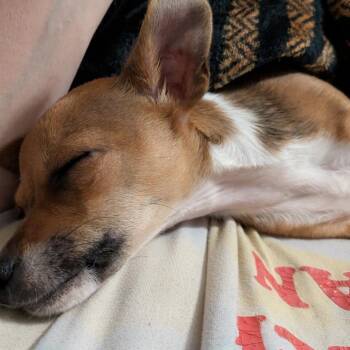 Chihuahua Dogs Available for Adoption in Newcastle, Oklahoma - Pepita | PetCurious