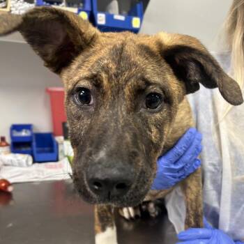 Coco -  Mountain Cur and Mixed Breed Dog for Adoption in Greenville, South Carolina - Coco | PetCurious