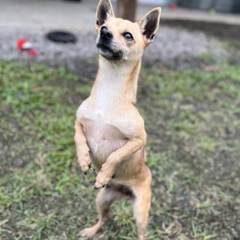 Chihuahua Dogs Available for Adoption - Chickie: (AIR-Stray-12712) | PetCurious