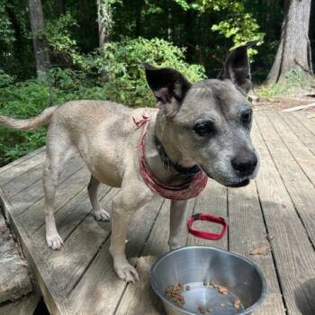 Rescue American Staffordshire Terrier and Pit Bull Terrier Dogs for Adoption in Durham, North Carolina - Amelia | PetCurious