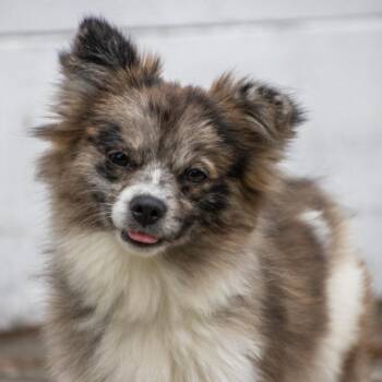 Pomeranian and Mixed Breed Dogs Available for Adoption - Stormy | PetCurious