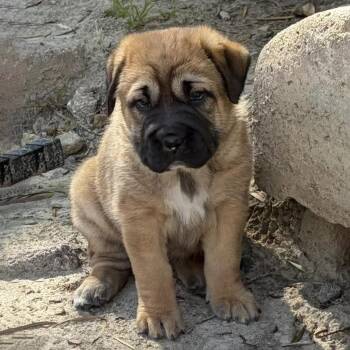 Labrador Retriever and Shepherd Dogs Available for Adoption in San Diego, California - Shasta Pup - Trinity - Adopted! | PetCurious