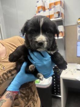 Labrador Retriever and Mixed Breed Dogs Available for Adoption in North Charleston, South Carolina - 3475B Greta | PetCurious