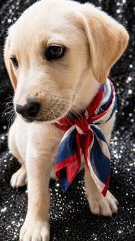 Flat Coated Retriever and Labrador Retriever Dogs Available for Adoption in Nahunta, Georgia - BUTTERBALL | PetCurious