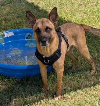 Rescue Shepherd Dogs for Adoption in Kemp, Texas - Fez | PetCurious