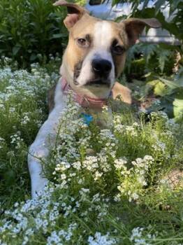 Rescue Mixed Breed Dogs for Adoption in Chamblee, Georgia - Pastel- IN FOSTER | PetCurious