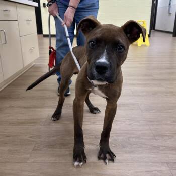 SVAS-Stray-38826 -  Terrier and Mixed Breed Dog for Adoption in Lyndhurst, Virginia - SVAS-Stray-38826 | PetCurious