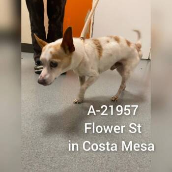 C000-299 -  Chihuahua Dog for Adoption in Westminster, California - C000-299 | PetCurious