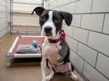 Elwood -  Retriever and Hound Dog for Adoption in Golden Valley, Minnesota - Elwood | PetCurious