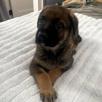 Yosemite Sam -  German Shepherd Dog Dog for Adoption in Freeport, Florida - Yosemite Sam | PetCurious