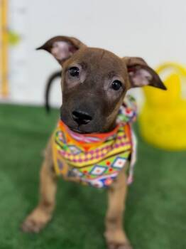 Labrador Retriever and Shepherd Dogs Available for Adoption in Carlsbad, California - Jimmy | PetCurious