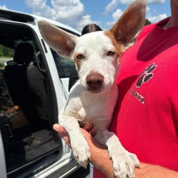 Pearl -  Retriever and Mixed Breed Dog for Adoption in Marshall, Texas - Pearl | PetCurious