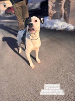 Basil -  Pit Bull Terrier Dog for Adoption in Pottsville, Pennsylvania - Basil | PetCurious