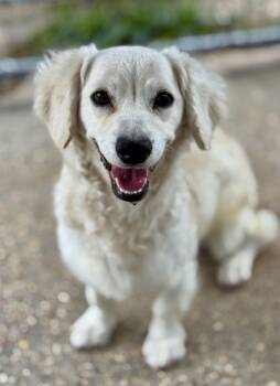 Miniature Dachshund and Miniature Poodle Dogs Available for Adoption - Princess | PetCurious