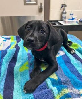 Coonhound and Mixed Breed Dogs Available for Adoption in Westland, Michigan - Dr. Mel King | PetCurious
