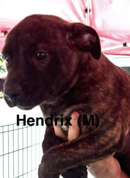 Hendrix -  Labrador Retriever and Bulldog Dog for Adoption in Parma, Ohio - Hendrix | PetCurious