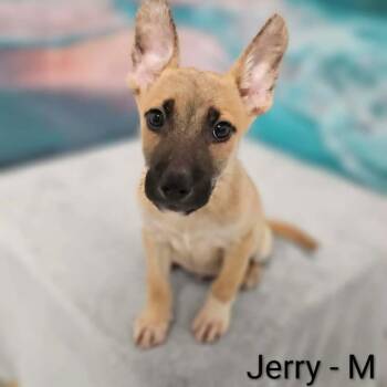 Jerry -  Shepherd and Labrador Retriever Dog for Adoption in Griswold, Connecticut - Jerry | PetCurious