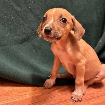 Chihuahua Dogs Available for Adoption in Midlothian, Virginia - Lollapalooza | PetCurious
