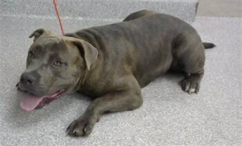 A185757 -  Pit Bull Terrier Dog for Adoption in Pasadena, Texas - A185757 | PetCurious
