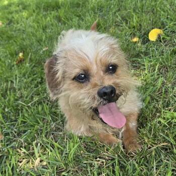 Bullwinkle -  Terrier Dog for Adoption in Martinsburg, West Virginia - Bullwinkle | PetCurious