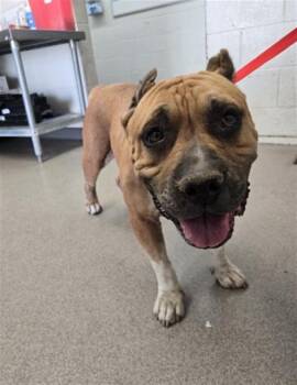 KIANA -  Pit Bull Terrier Dog for Adoption in San Bernardino, California - KIANA | PetCurious