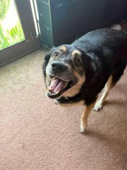 Roza Marie (sissy) -  German Shepherd Dog and Great Pyrenees Dog for Adoption in Greensburg, Indiana - Roza Marie (sissy) | PetCurious