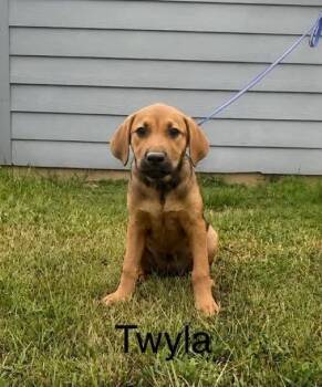 Twyla -  Labrador Retriever and Hound Dog for Adoption in Norfolk, Massachusetts - Twyla | PetCurious