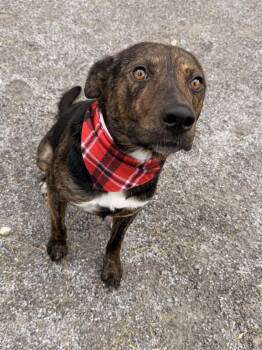 Estaban -  Mountain Cur Dog for Adoption in Morristown, Tennessee - Estaban | PetCurious