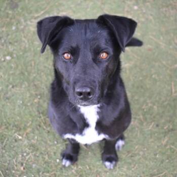 Black Labrador Retriever Dogs Available for Adoption - Heart | PetCurious