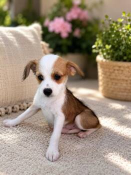 Lucky -  Maltese and Miniature Pinscher Dog for Adoption in Coachella, California - Lucky | PetCurious