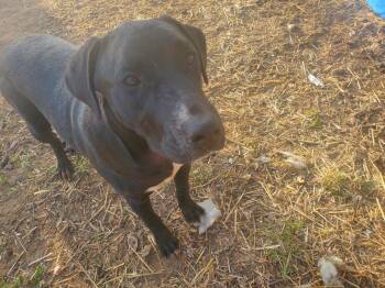 Mixed Breed Dogs Available for Adoption - Luna | PetCurious