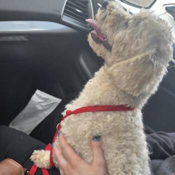 Tofu -  Poodle Dog for Adoption in Midland, Texas - Tofu | PetCurious