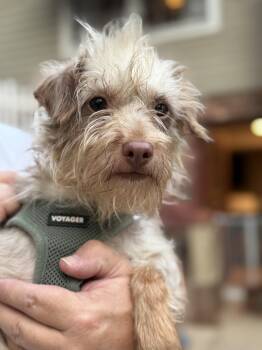 Elvis -  Wirehaired Terrier Dog for Adoption in Kings Mountain, North Carolina - Elvis | PetCurious