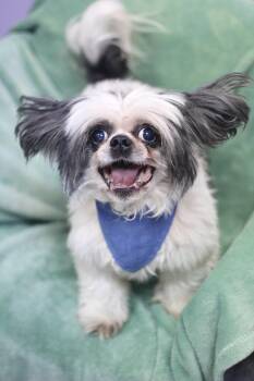 Rado in NH. Come Meet our Adoptable Dogs Wednesday-Saturday. Mor -  Shih Tzu Dog for Adoption in Manchester, New Hampshire - Rado In NH. Come Meet Our Adoptable Dogs Wednesday-Saturday. Mor | PetCurious