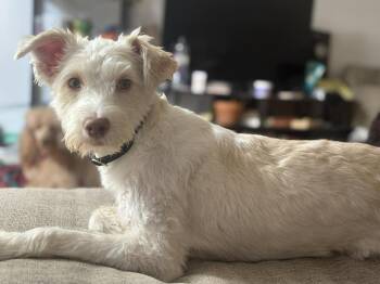 Schnauzer and Poodle Dogs Available for Adoption in Visalia, California - Lovey | PetCurious