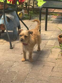 Terrier Dogs Available for Adoption in De Pere, Wisconsin - Franky | PetCurious