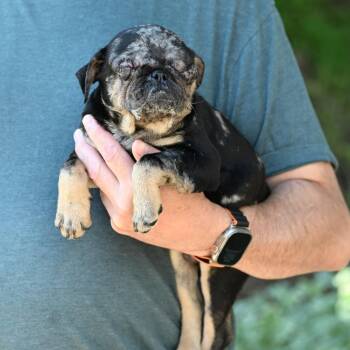 Pug Dogs Available for Adoption in Chester Springs, Pennsylvania - Soba | PetCurious