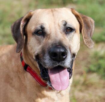 Pistachio -  Mastiff and Shepherd Dog for Adoption in Kansas City, Missouri - Pistachio | PetCurious