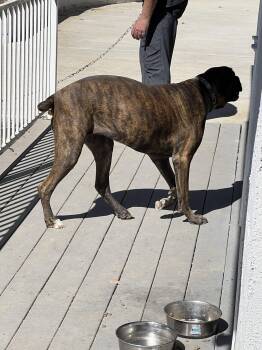 Rescue Boxer and Cane Corso Dogs for Adoption in Encinitas, California - Lola (Courtesy Post) | PetCurious