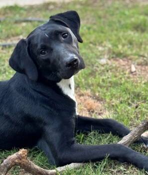 Rescue Labrador Retriever and Mixed Breed Dogs for Adoption in Morton Grove, Illinois - Nickle | PetCurious