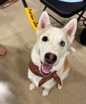 Elton -  Husky and Siberian Husky Dog Available for Adoption in Cottonwood Heights, Utah - Elton | PetCurious