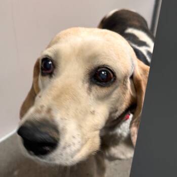 Carrie -  Bluetick Coonhound Dog for Adoption in Murray, Utah - Carrie | PetCurious