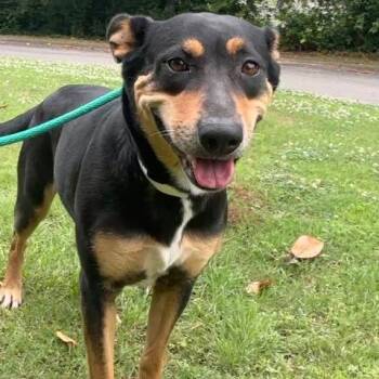 Border Collie Dogs Available for Adoption in Birmingham, Alabama - Amelia | PetCurious