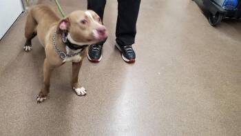 Pit Bull Terrier and Cane Corso Dogs Available for Adoption in Aurora, Illinois - MAMA | PetCurious