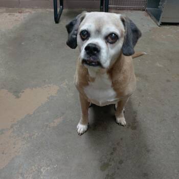 Puggle Dogs Available for Adoption in Carrollton, Ohio - 26-036 | PetCurious