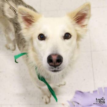 Frederick -  Australian Shepherd and Labrador Retriever Dog for Adoption in Washington, District Of Columbia - Frederick | PetCurious