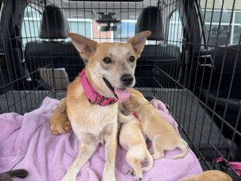 Foxy -  Spitz and Shepherd Dog for Adoption in Holly Springs, North Carolina - Foxy | PetCurious