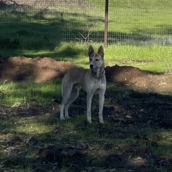 Rescue German Shepherd Dog and Mixed Breed Dogs for Adoption in Wilton, California - Wylie | PetCurious