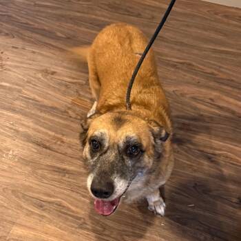Canela 1128 -  Cardigan Welsh Corgi and Shepherd Dog for Adoption in Loxahatchee Groves, Florida - Canela 1128 | PetCurious